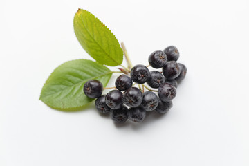 Black chokeberry, Aronia melanocarpa
