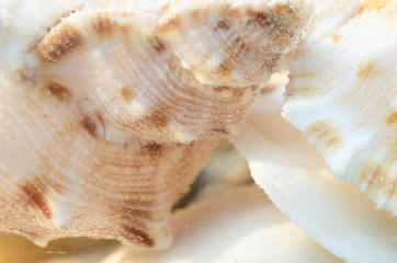 shells composition in aquarium