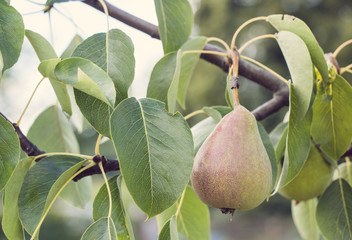 Pear on a tree
