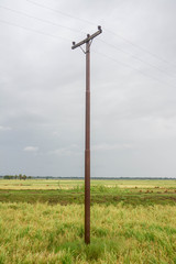 Electricity poles on rice filed in in Mandalay, Myanmar 