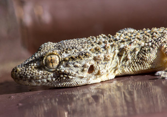 Geco di profilo in primo piano