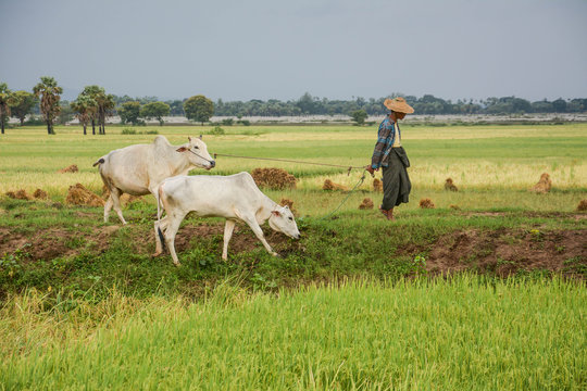 Burmese farmer walk with cow on paddy or rice field located at  Bagan   in Mandalay, Myanmar 