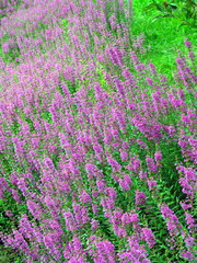 Fototapeta premium ミソハギの花