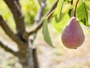 Pear on a tree