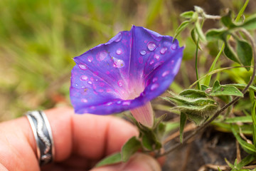 Mano raccoglie un fiore di campo (campanella) viola