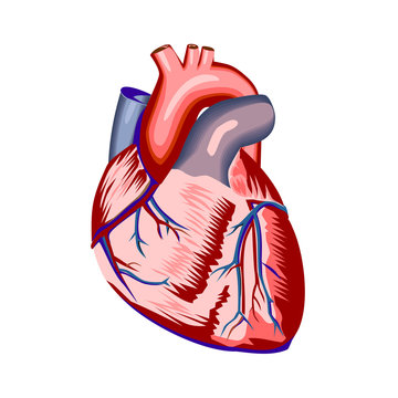 Human heart anatomy isolated on white background