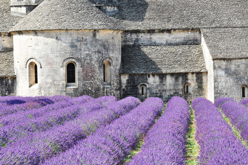 Fototapeta na wymiar Abbaye de Senanque with lavender field