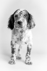 Ritratto in studio di un cucciolo di cane setter inglese a macchie bianco e nero