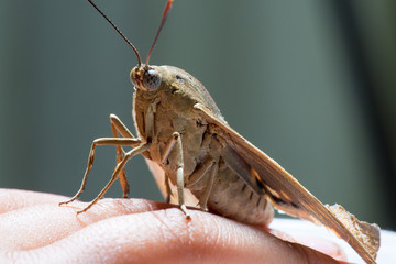 falena in primo piano su sfondo sfocato