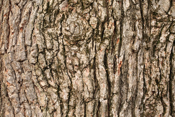 Bark texture background