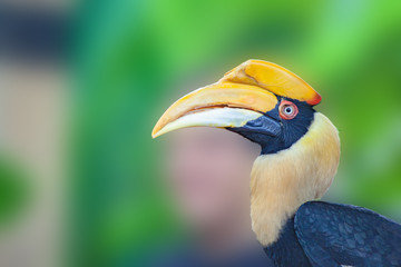 hornbill