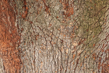 Bark texture background