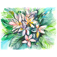 bush of colorful frangipani on a white background/ plumeria/ watercolor painting