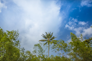 Treetop  canopy