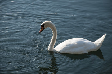 Fototapeta premium Cigno, Parco del Ticino.
