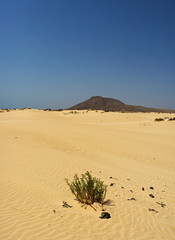 Desert of Fuerteventura in area Corallejo