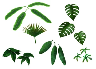Fotobehang Tropische bladeren 6 soorten tropische blad witte achtergrond illustraties