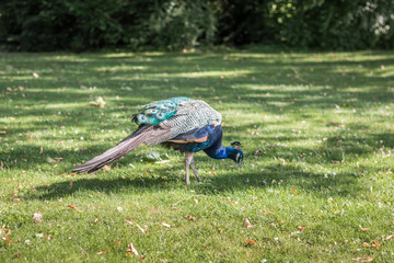 Peacock on the lawn