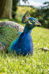 Obraz premium Peacock on the lawn