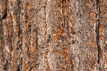 Bark texture background
