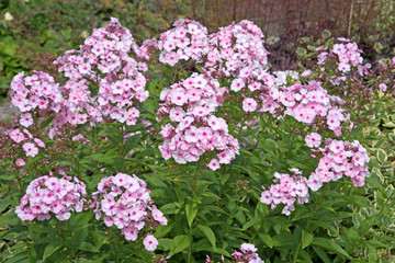 Phlox - Flammenblume