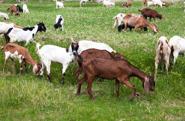 Obraz na płótnie Canvas Goats Eating Grass