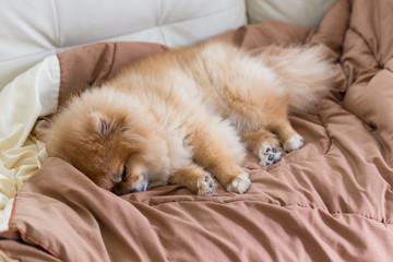 cute pet in house, pomeranian dog sleeping on the bed at home