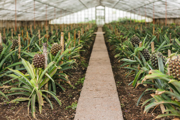 Fototapeta premium Pineapple plantation in Ponta Delgada, San Miguel Island, in the Portuguese archipelago of the Azores. 