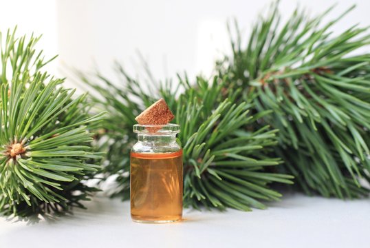 piny conifer essential oil cosmetic product in bottle fresh twigs white background soft focus herbal health beauty care