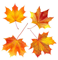 colorful autumn maple leaves isolated on white