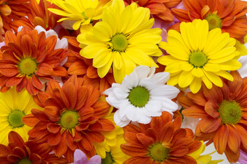 Close up of the colorful chrysanthemum flowers