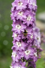 Purple Delphinium Flower in Garden