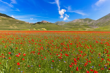 Blooming poppies and lentils at Piano Grande, Castelluccio, Ital