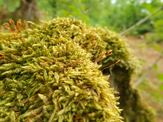 Green moss macro