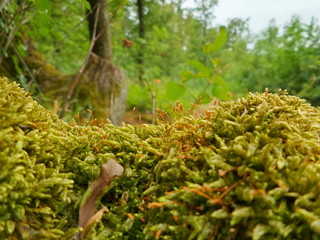 Green moss macro