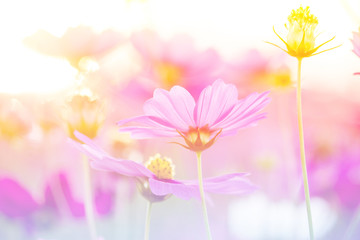 Beautiful flowers made with color filters, flower background.