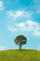 Fototapeta na wymiar big tree on the hill