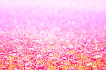 Beautiful flowers made with color filters, flower background.