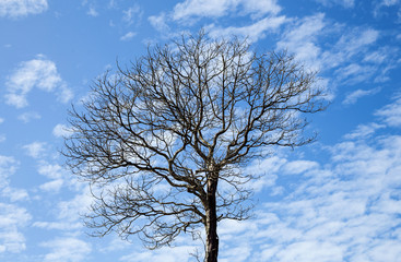 Fototapeta na wymiar Dead tree on blue sky