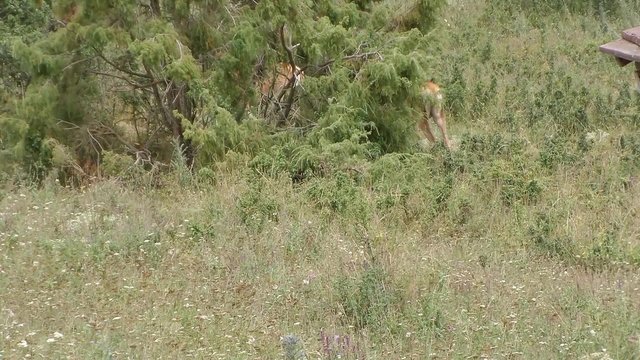 Deer in nature