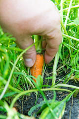 carrot Daucus carota L.