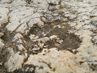 Rock Backdrop