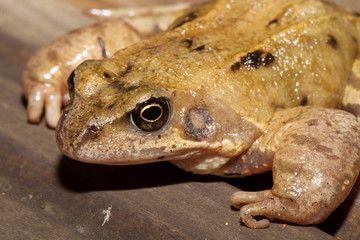 Common frog