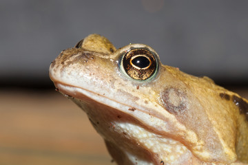 Common frog