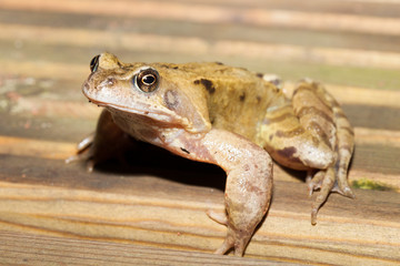Common frog