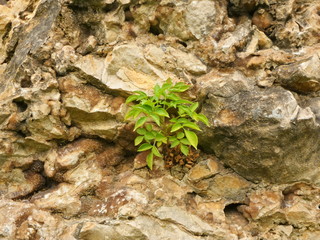 Rock Backdrop