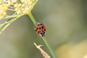 Marienkäfer