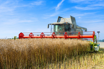 Fototapeta premium Combine harvester at rape harvest