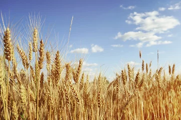 Fotobehang Golden wheat field © izzzy71