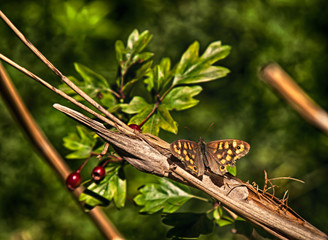 Speckled wood